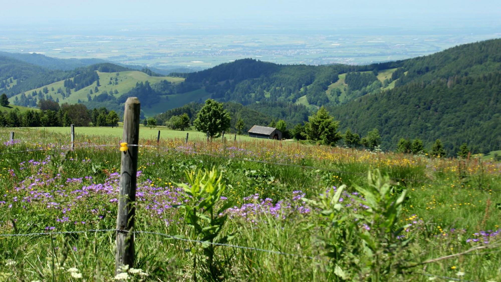 View House, Schauinsland, Black Forest Münstertal المظهر الخارجي الصورة